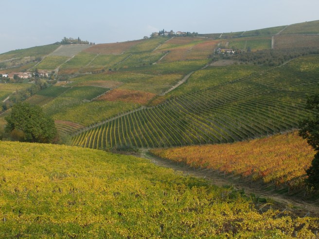 Azienda Vitivinicola Rizzi