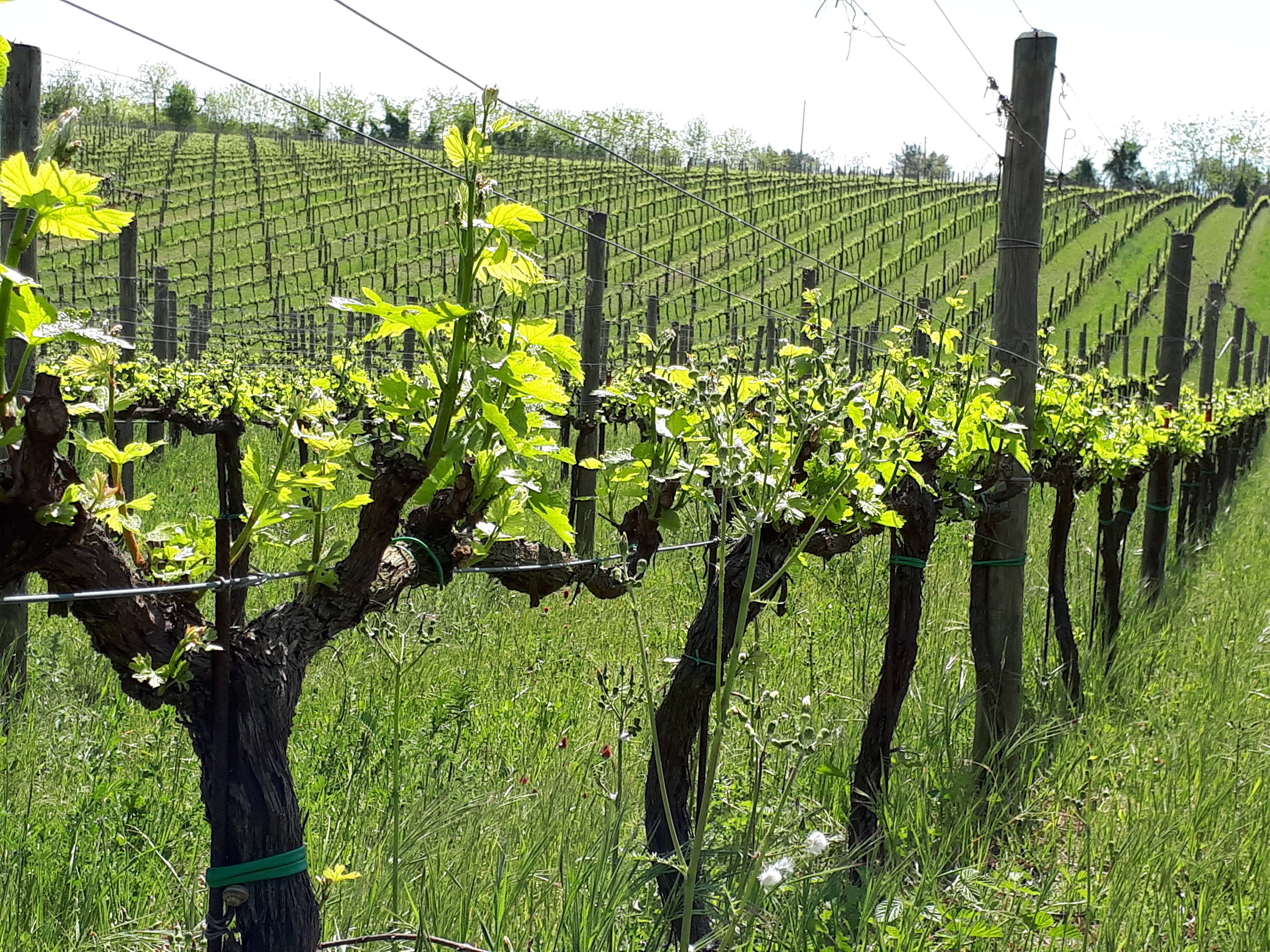 De Fermo: vigne