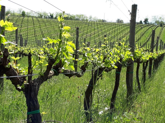 De Fermo: vigne