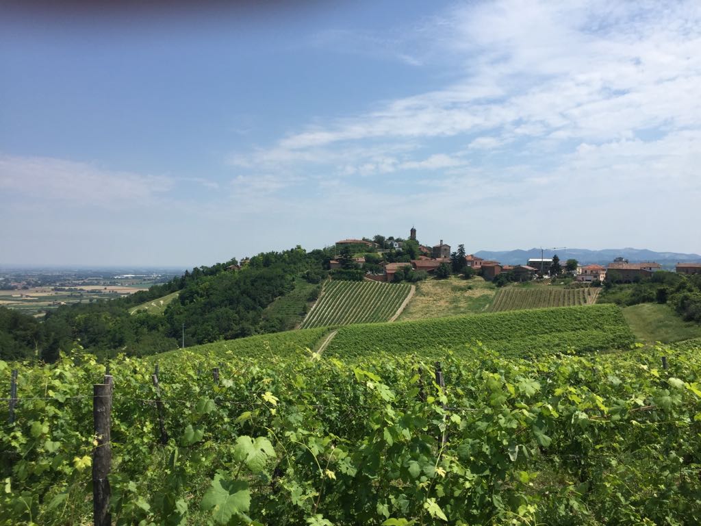 Monleale: vigna di Walter Massa