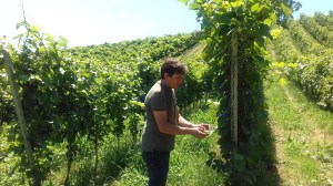 Paolo Verdi e il suo Pinot Meunier