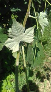 Foglia Pinot Meunier