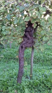 Monfumo: vecchia vigna