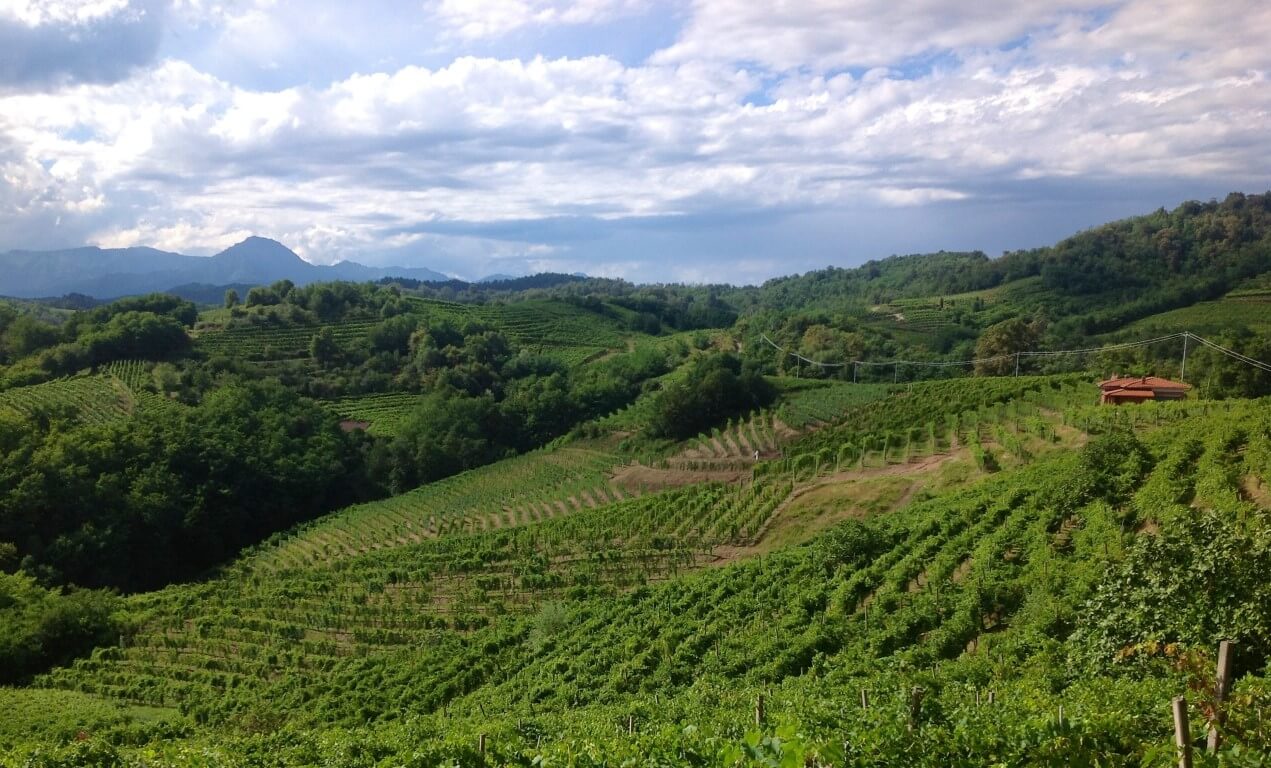 Vigneti in Nord Piemonte