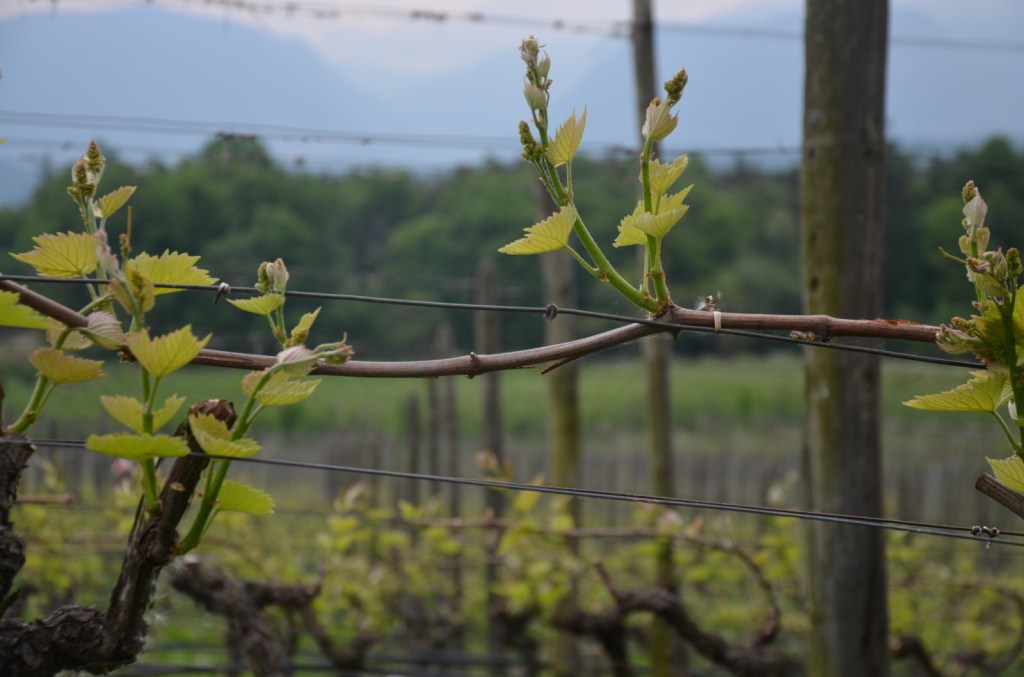 solaris, vigna (foto del 26 aprile 2020)