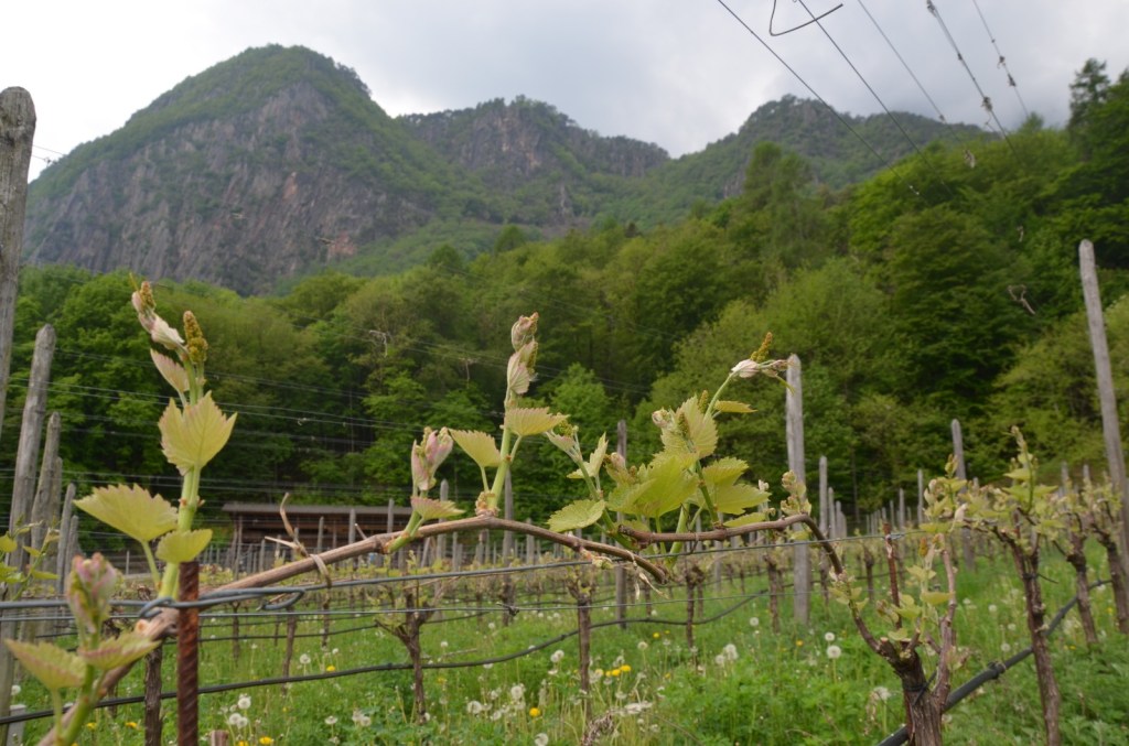 vigna di solaris, sullo sfondo il monte Ganda (foto del 26/04/2020)