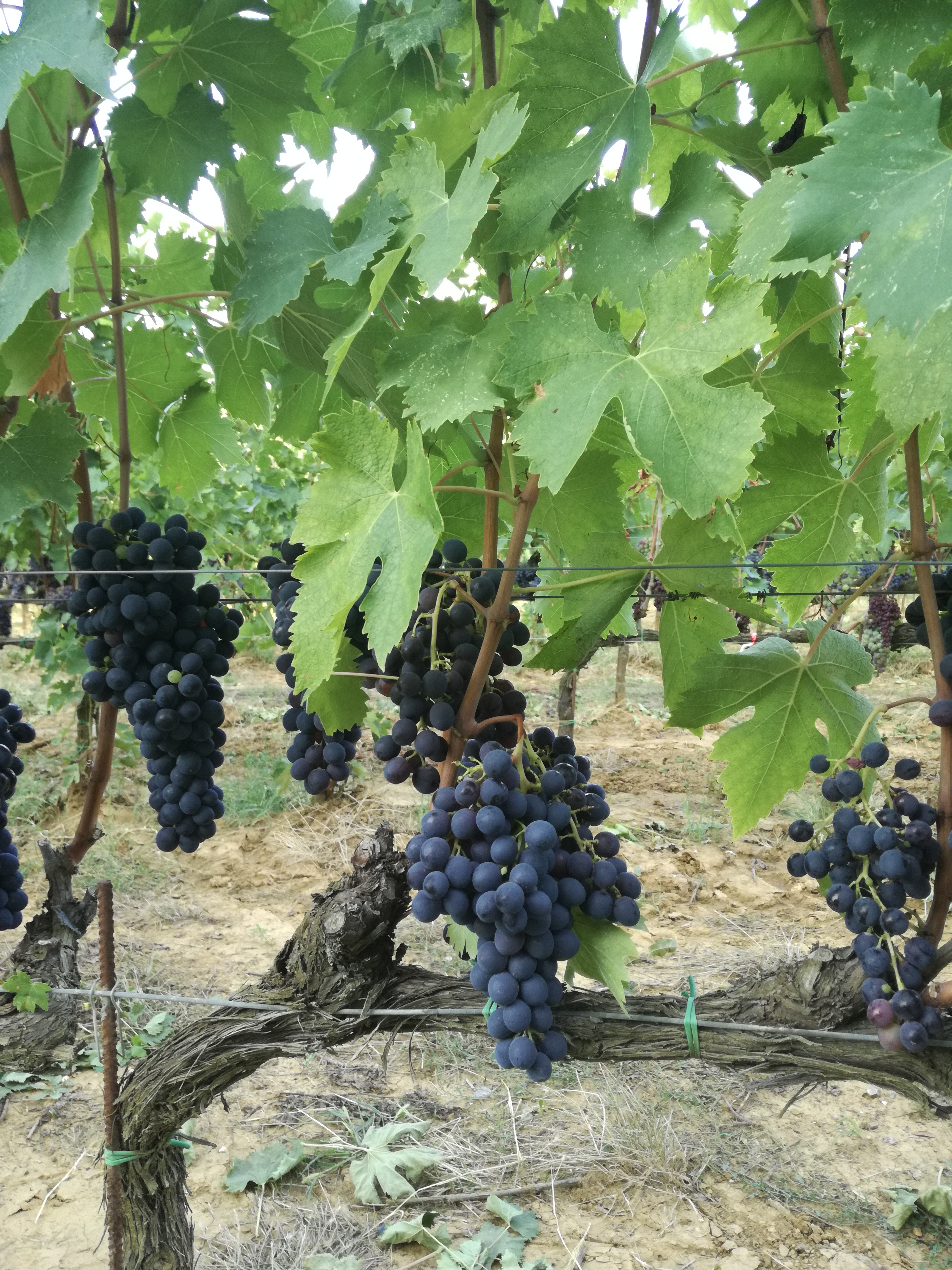 cloni diversi di sangiovese