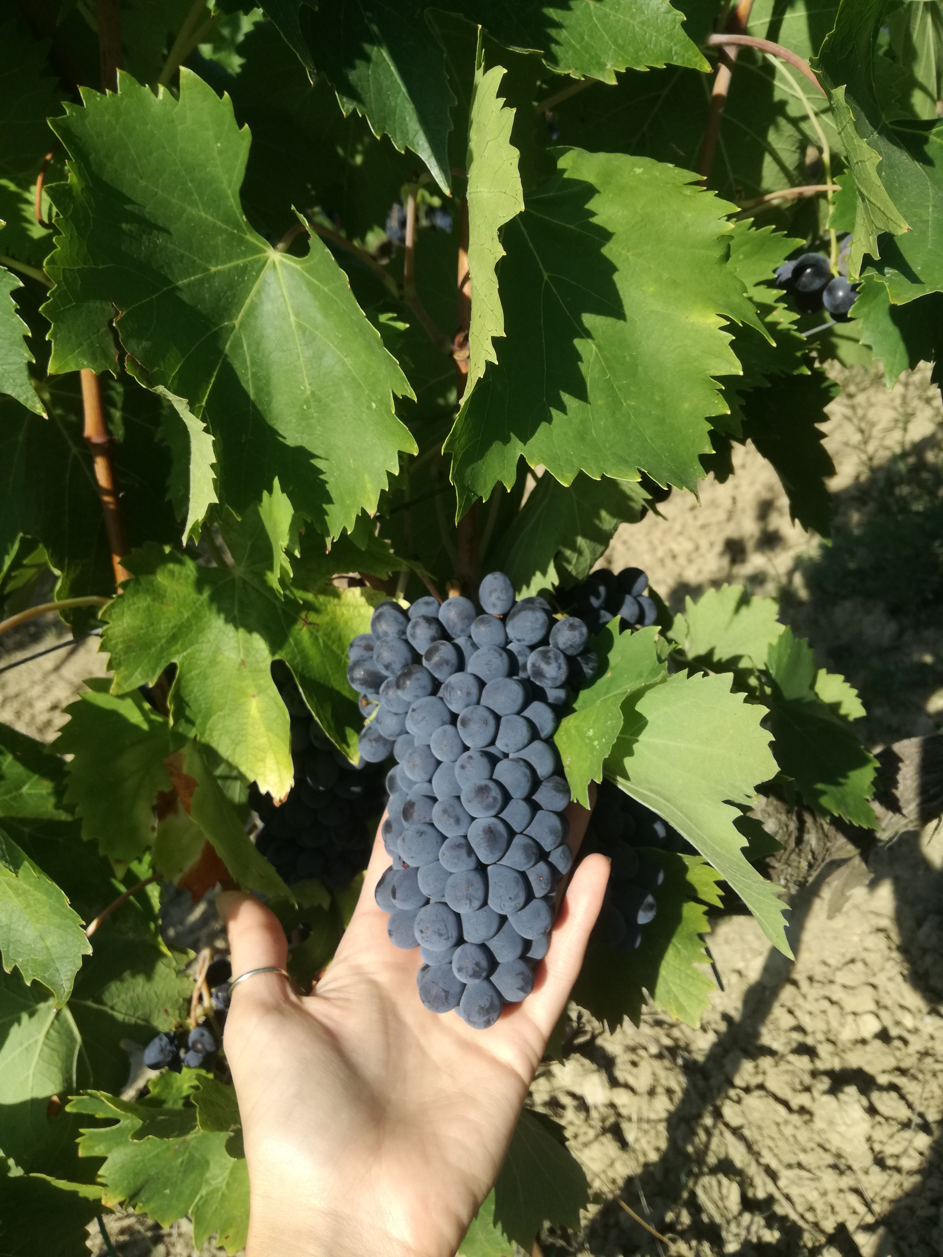 cloni diversi di sangiovese
