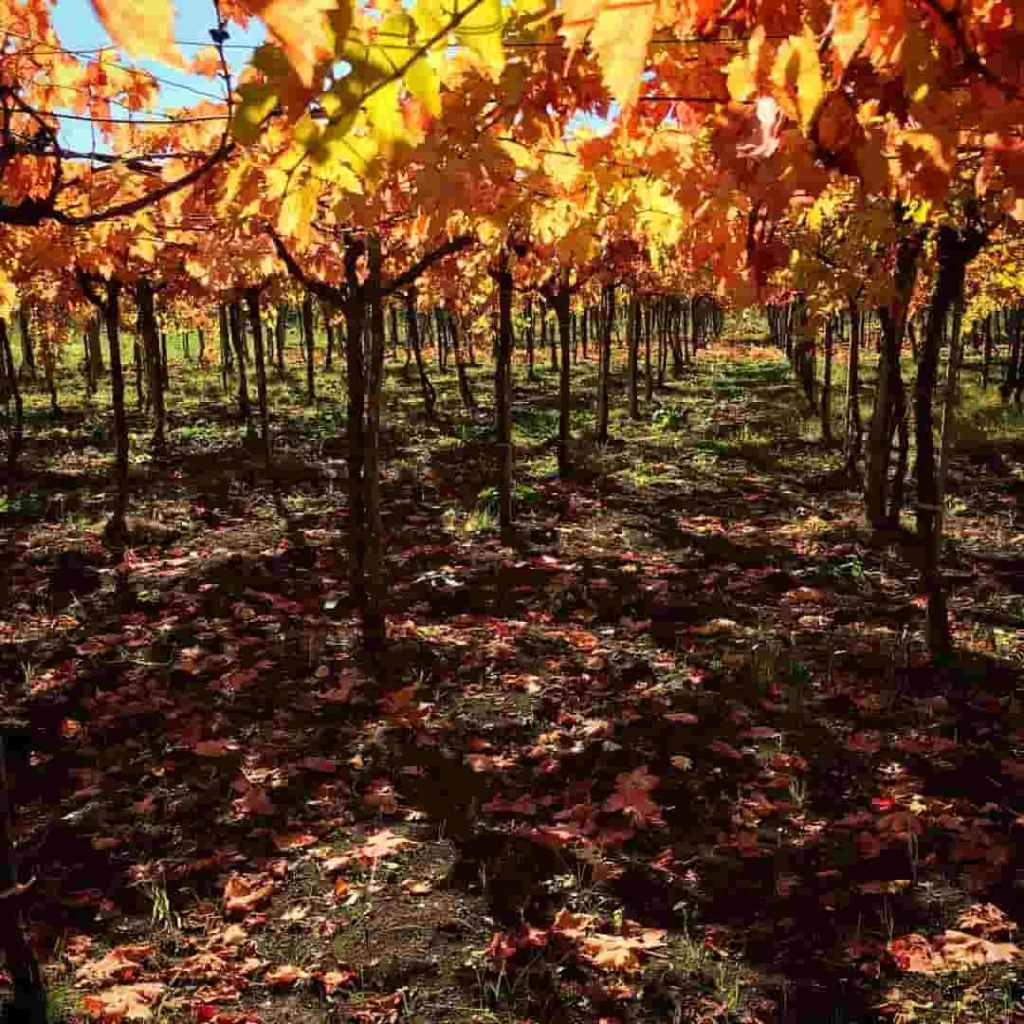 Tendone o Pergola Abruzzese